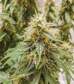 Auto-OG-Kush.jpg