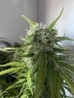 IMG_8046.jpeg