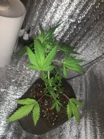 IMG_6672.jpeg