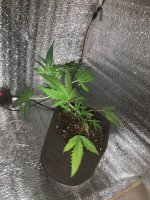 IMG_6673.jpeg