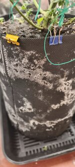 IMG_20251107_193941_208.jpg