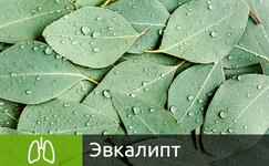 ehvkalipt__6d5hmw6WyxkJ83wt.jpg