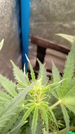 IMG_20251212_214046_321.jpg