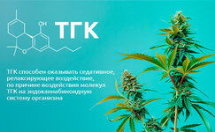 TGK-takzhe-okazyvaet-sedativnoe-vozdejstvie__lGVeT64K4ko3BCWQ.jpg