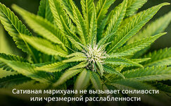 Sativa__Tz0cXGtOLfp5VS1F.jpg