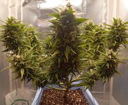 1 место FastBuds.jpg