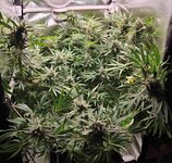 Day 113 (23.02).jpg