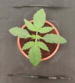 Day12 06.03.jpg
