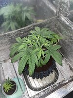 IMG_3672.jpeg