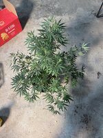 IMG_4713.jpeg