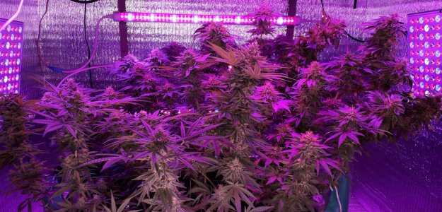 gorilla-glue-4-fem-anesia-seeds__upVaajYp6CRBpRpV.jpg