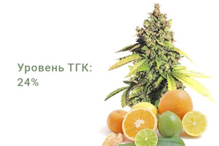 Сорт конопли Gorilla Auto Сорт конопли Gorilla Auto