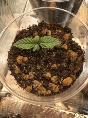 5 (4).jpg