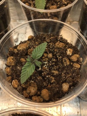 5 (9).jpg