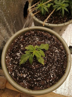 mandarine.jpg