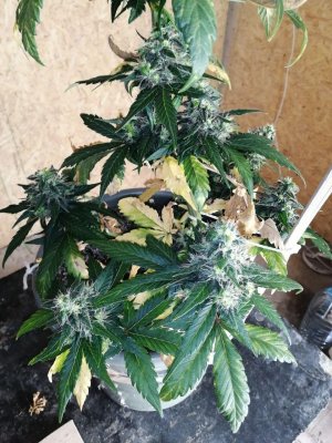 ak (1).jpg