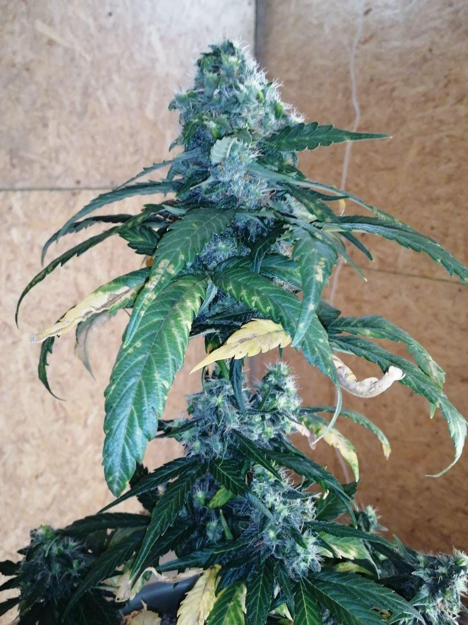 ak (2).jpg