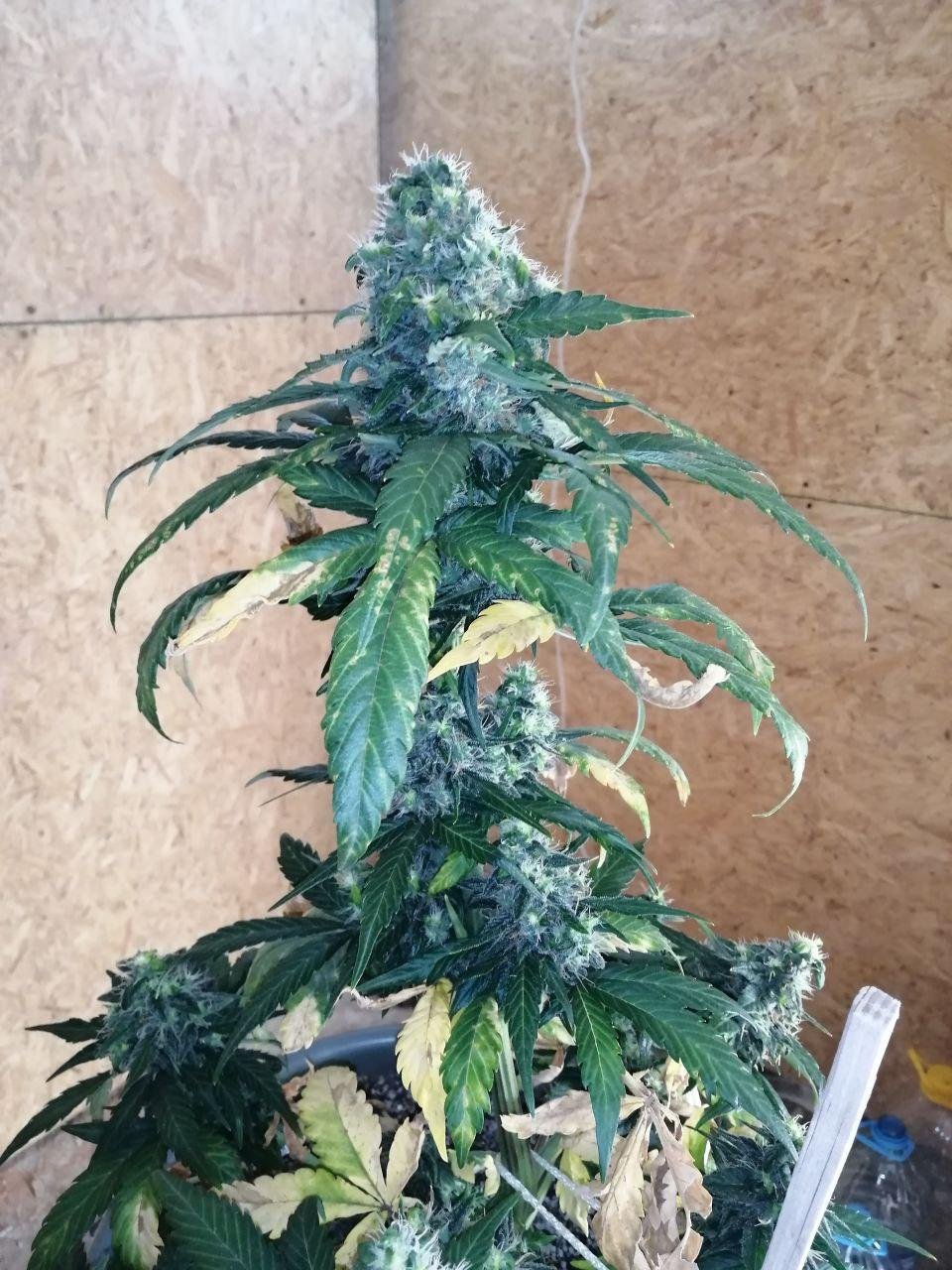 ak (3).jpg