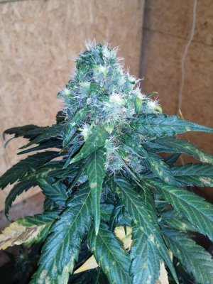 ak (4).jpg