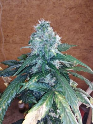 ak (5).jpg