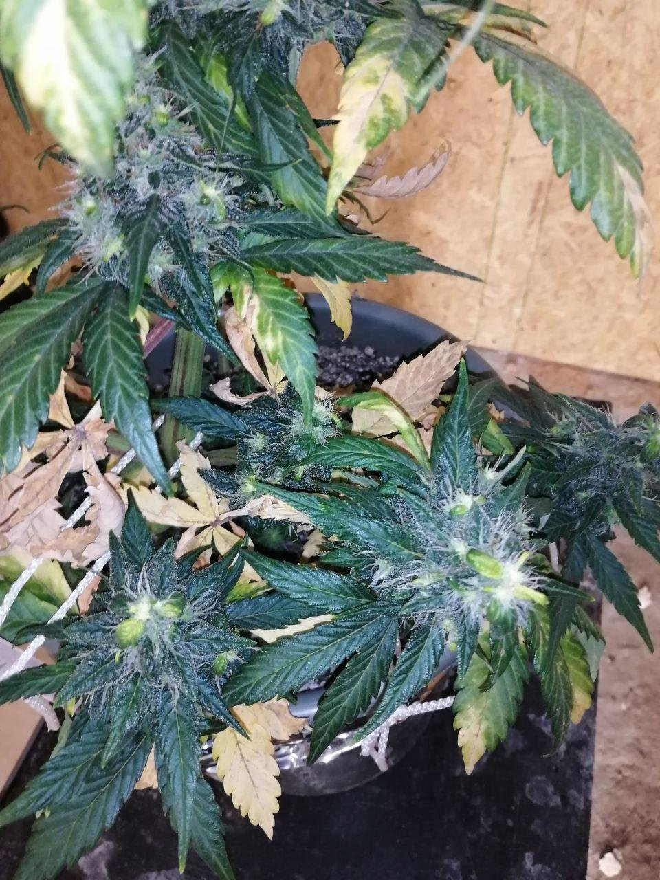 ak (8).jpg