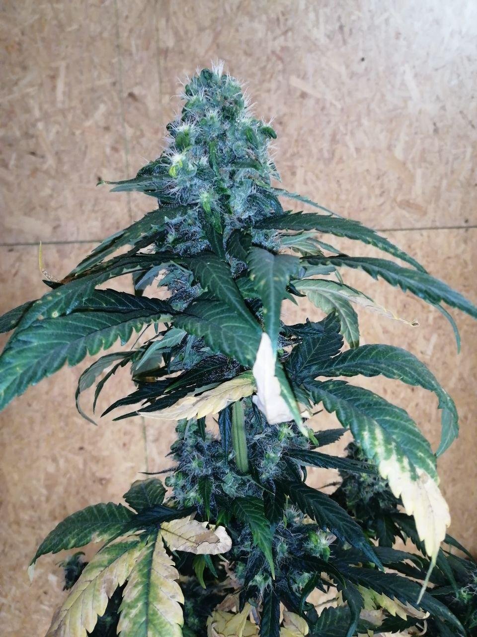ak (9).jpg