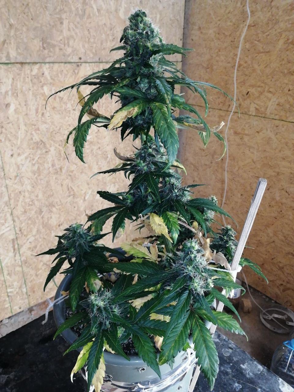 ak (10).jpg
