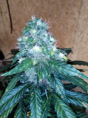ak (11).jpg