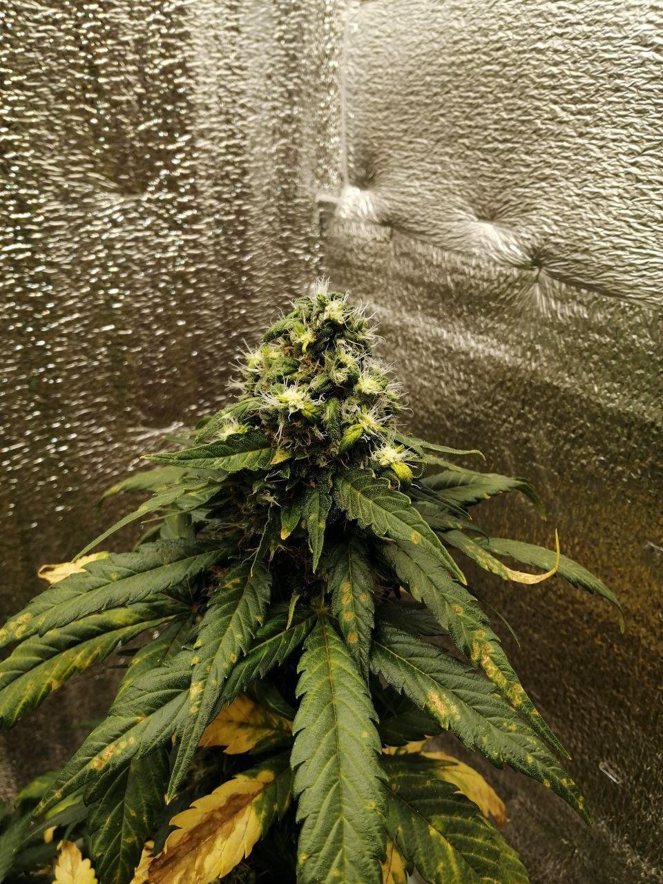 ak (12).jpg