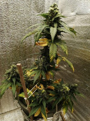 ak (13).jpg