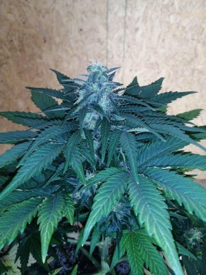 cm (7).jpg