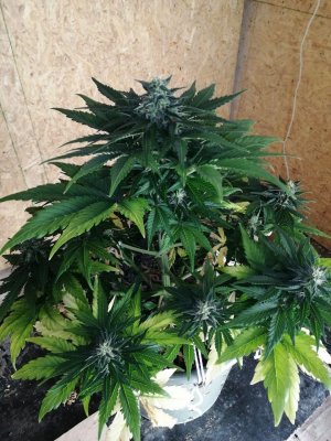 cm (10).jpg