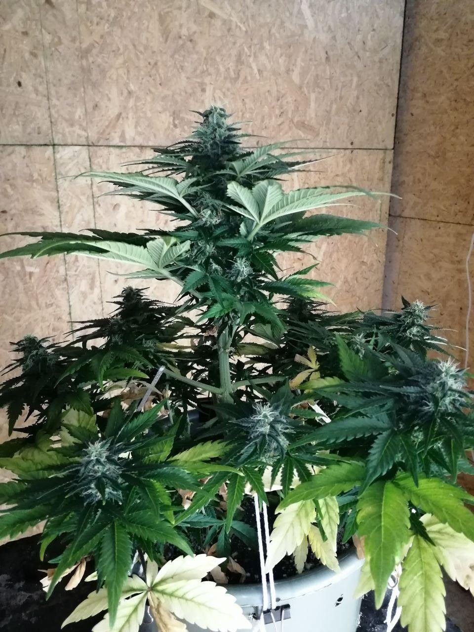 cm (11).jpg