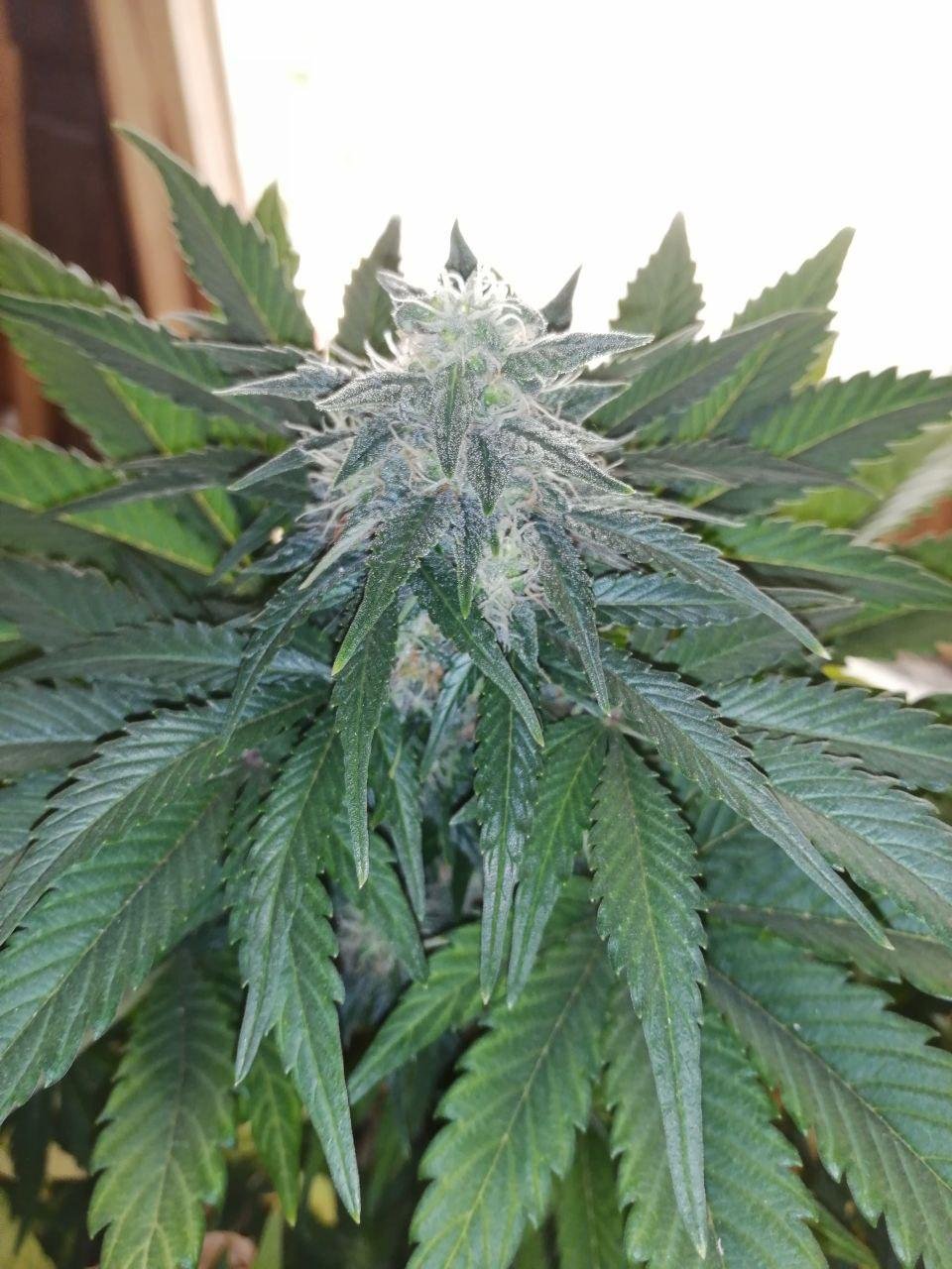 cm (14).jpg