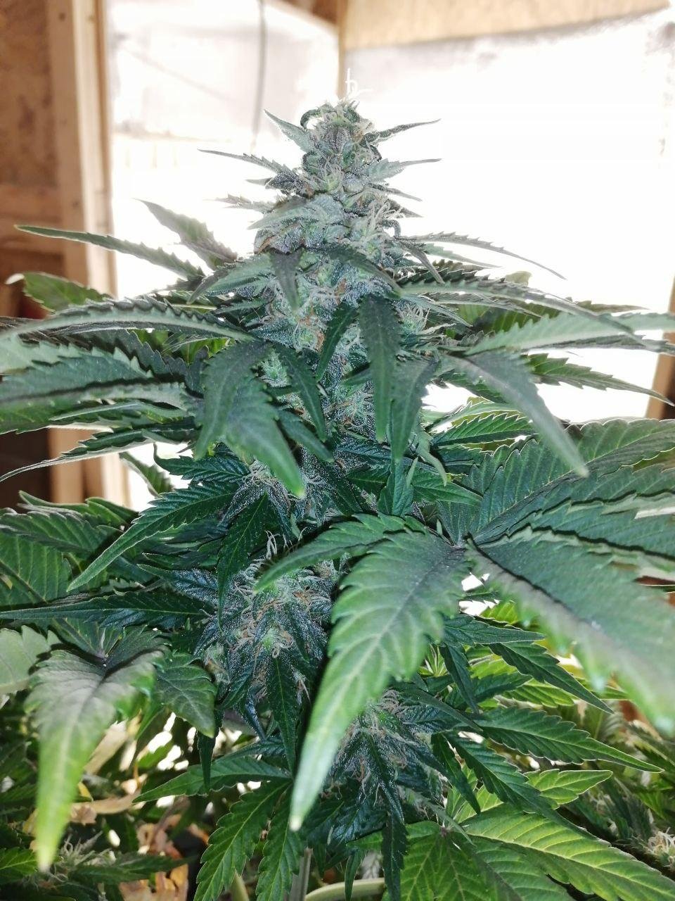 cm (15).jpg