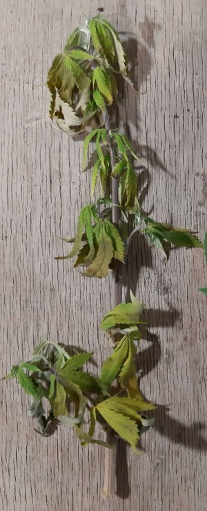20220906_191856.jpg