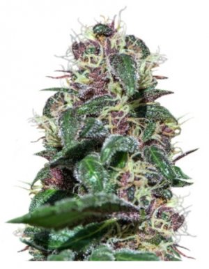 ayhuasca purple.jpg