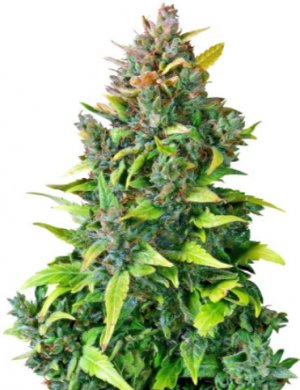 cbd 201.jpg