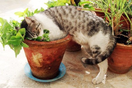 animales_3.jpg animales_3.jpg