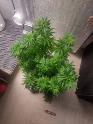 cleaned_IMG20240501010855.jpg